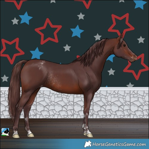 Horse Color:Chocolate Brown Appaloosa Rabicano