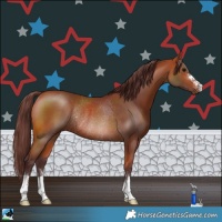 Horse Color:Chocolate Bay Rabicano
