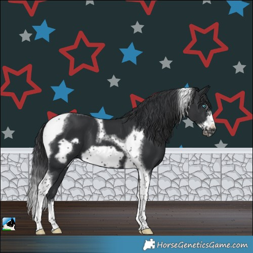 Horse Color:Black Tobiano Frame