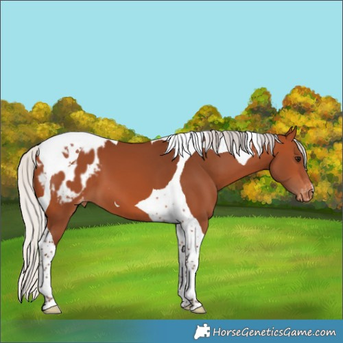 Horse Color:Silver Bay Tobiano Blanket 