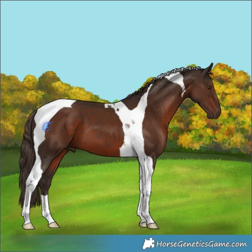 Horse Color:Liver Chestnut Tobiano