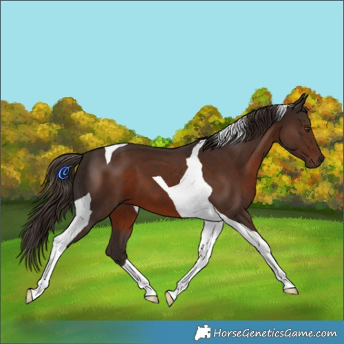 Horse Color:Liver Chestnut Tobiano 