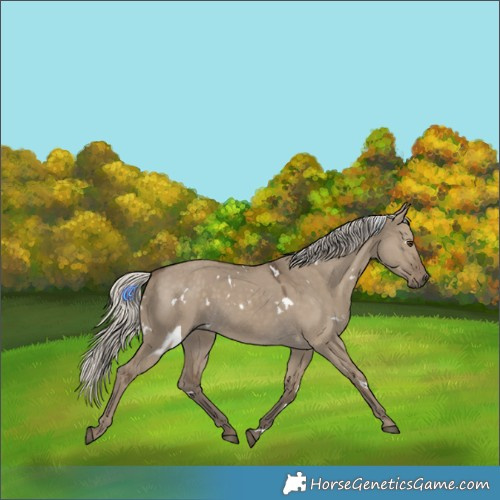 Horse Color:White Spotted Silver Smoky Grullo