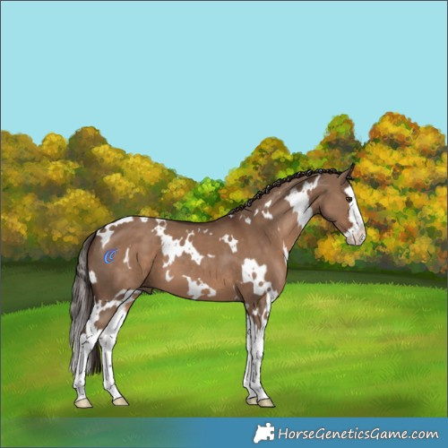 Horse Color:White Spotted Liver Red Dun Splash