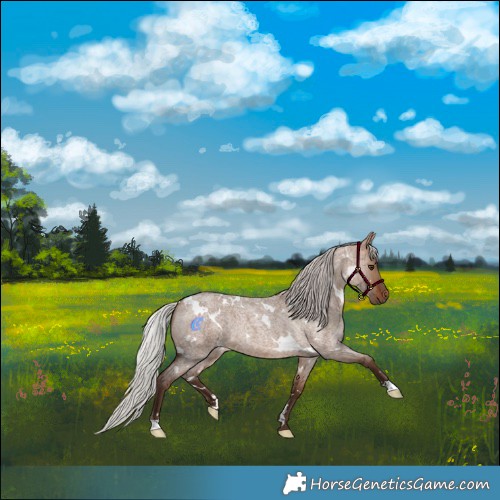 Horse Color:White Spotted Silver Brown Roan Dun