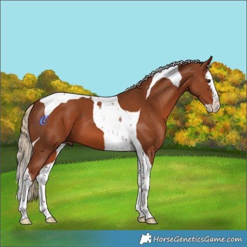Horse Color:Chestnut Splash Tobiano 