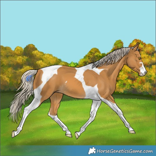 Horse Color:Palomino Tobiano 
