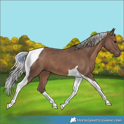 Horse Color:Silver Black Tobiano 