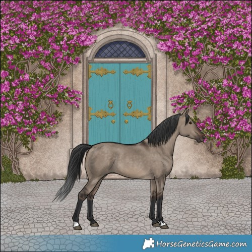 Horse Color:Brown Dun Rabicano