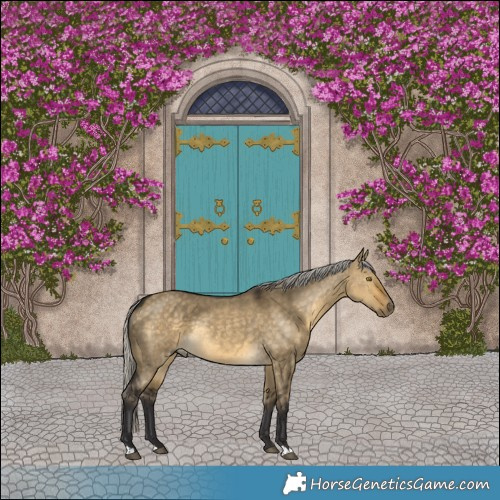 Horse Color:Silver Buckskin Dun Rabicano