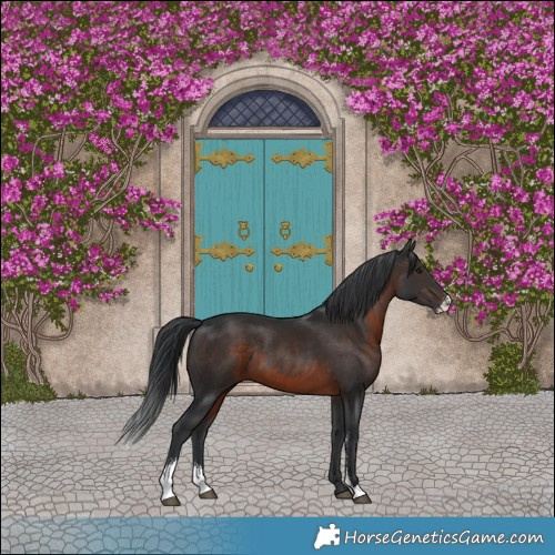 Horse Color:Brown Sabino Rabicano