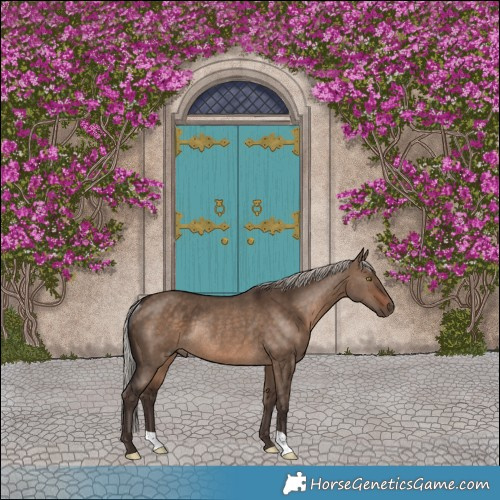 Horse Color:Silver Brown Dun Rabicano 