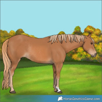 Horse Color:Chestnut Rabicano 