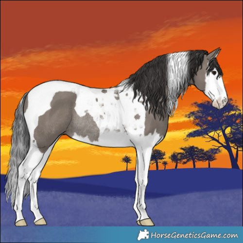Horse Color:Smoky Grullo Splash Tobiano Rabicano