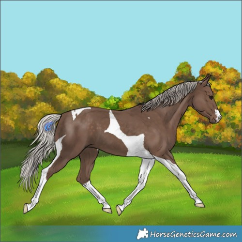 Horse Color:Silver Black Tobiano