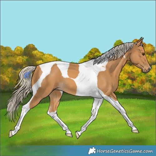 Horse Color:Palomino Tobiano