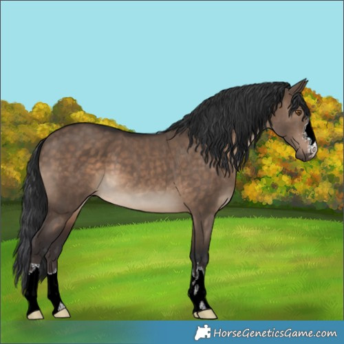 Horse Color:Brown Dun