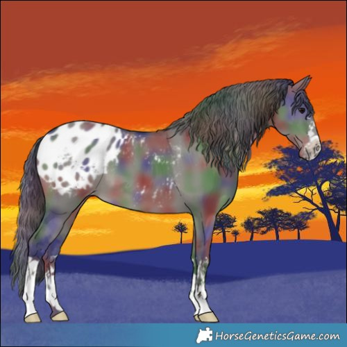 Horse Color:Nacre Grullo Blanket 