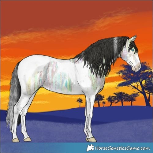 Horse Color:Grullo Ice Splash Tobiano Rabicano