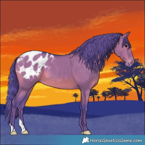 Horse Color:Watercolor Grullo Appaloosa
