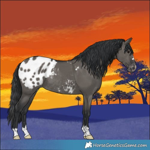 Horse Color:Grullo Appaloosa Rabicano 