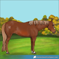 Horse Color:Chestnut Rabicano