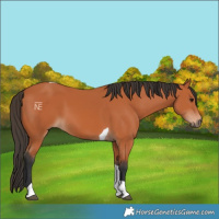 Horse Color:Bay Tobiano 