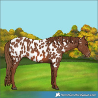 Horse Color:Chestnut Near Leopard 