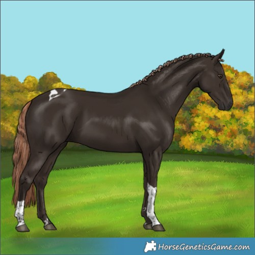 Horse Color:Liver Chestnut Tobiano