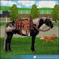 Horse Color:Void Red Dun Splash Tobiano