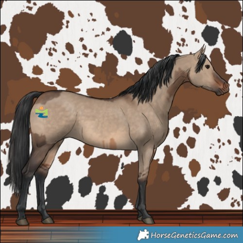 Horse Color:Brown Dun  and Brown Dun 