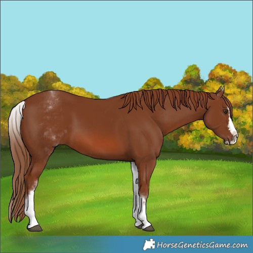 Horse Color:White Spotted Chestnut Splash 