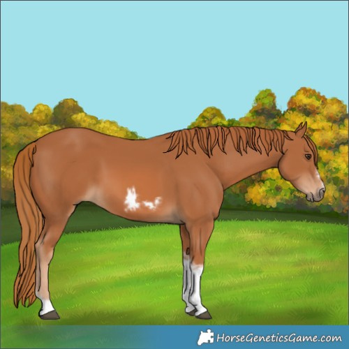 Horse Color:Chestnut Tobiano Frame 