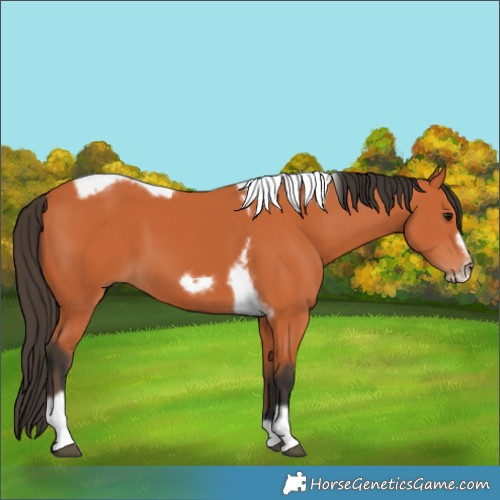 Horse Color:Bay Tobiano Frame 