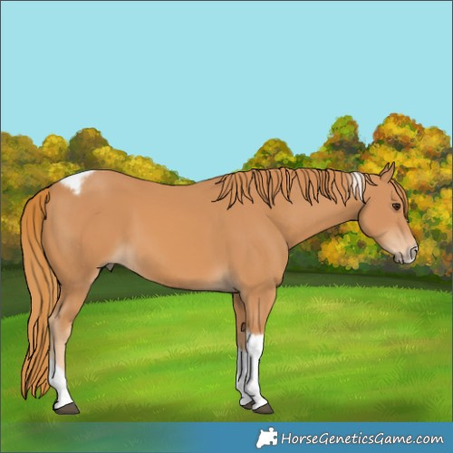 Horse Color:Chestnut Tobiano Frame