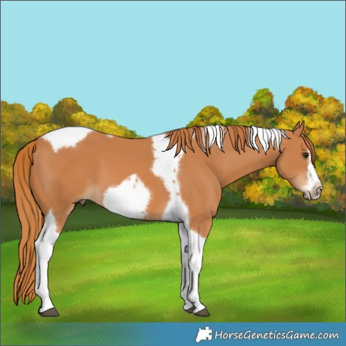 Horse Color:Chestnut Tobiano Frame 