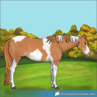 Horse Color:Chestnut Tobiano Frame