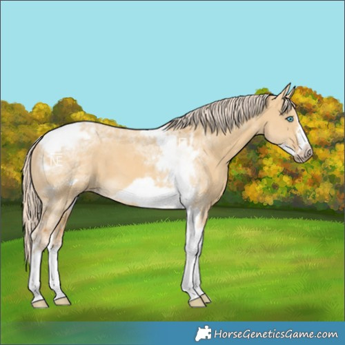 Horse Color:Palomino Dun Tobiano Frame