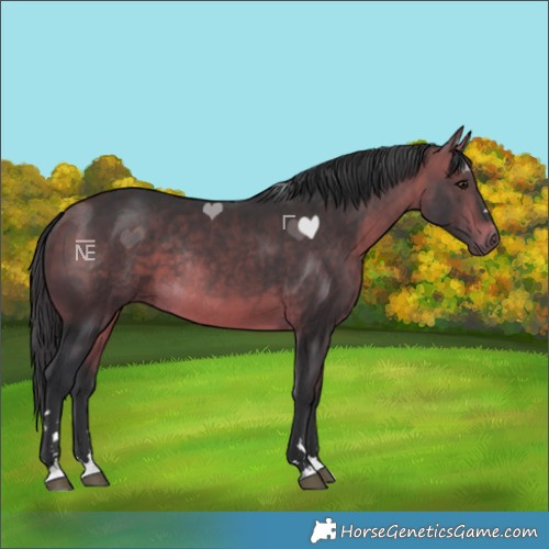 Horse Color:Bay Rabicano