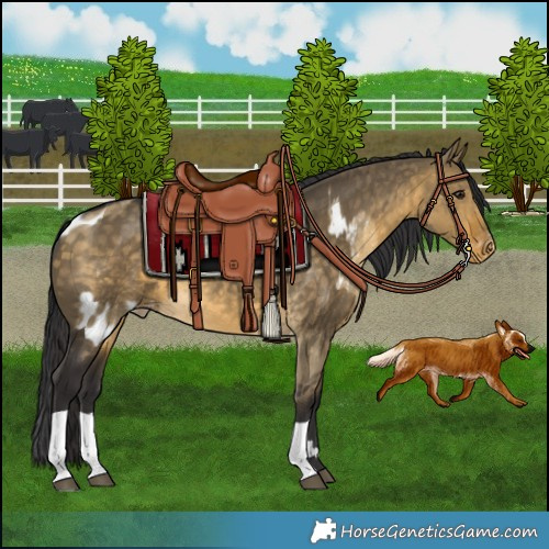 Horse Color:Buckskin Dun Skewed LP Spotted  and Buckskin Dun Skewed LP Spotted 