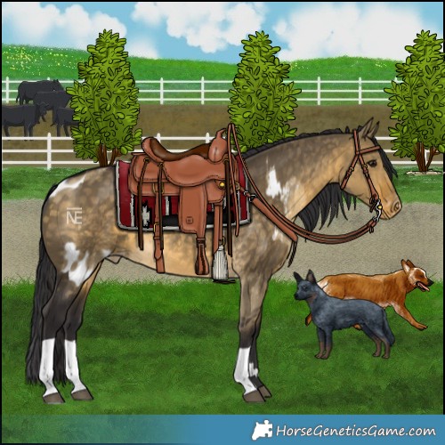 Horse Color:Buckskin Dun Skewed LP Spotted  and Buckskin Dun Skewed LP Spotted 