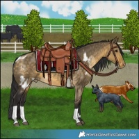 Horse Color:Buckskin Dun Skewed LP Spotted  and Buckskin Dun Skewed LP Spotted 