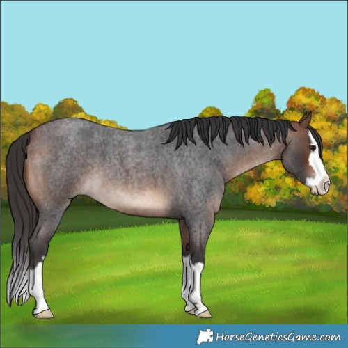 Horse Color:Bay Roan Splash 