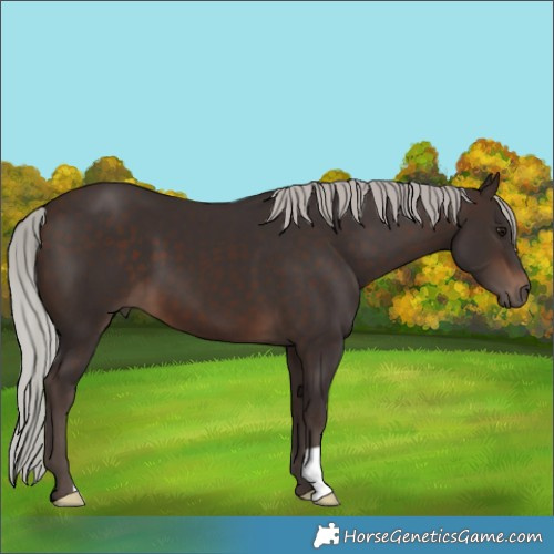 Horse Color:Silver Brown 