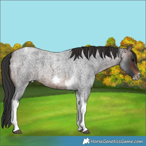 Horse Color:Brown Roan Tobiano Frame