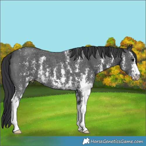 Horse Color:Black Sabino 