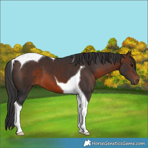 Horse Color:Brown Tobiano 