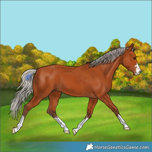 Horse Color:Silver Bay