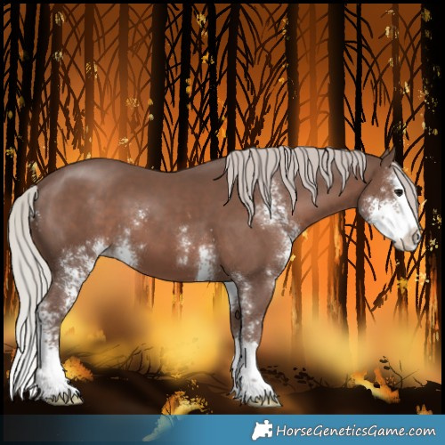 Horse Color:Silver Black Sabino Splash Varnish