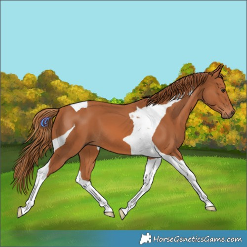 Horse Color:Chestnut Tobiano